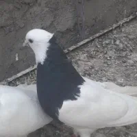 طوقی کلاهی نر