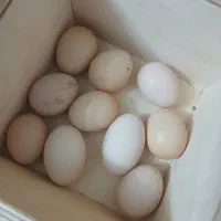 تخم لاری