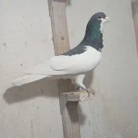 فروش کفتر شهری و بزک گرفتنی