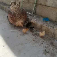 جوجه دارم برا فروش