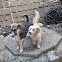 سگ خونگی