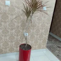 گل دراسینا پرچمی