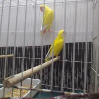 جوجه کوتوله برزیلی آروم