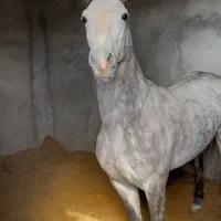 نوه انسیاتور کره ژنرال دو سر کرد