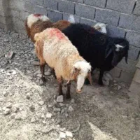 قصاب گوسفند
