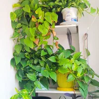 تعدادی پتوس و اشک تمساح طبیعی وشاداب