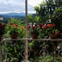اجاره روزانه ویلا جنگلی کوهستانی مالک هستم .