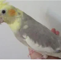 گمشده