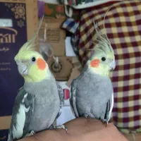 دو عدد عروس هلندی نر بالغ 1سال و نیم