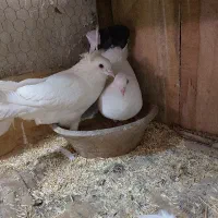 دو جفت کفتر نر و ماده