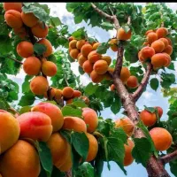 بمب افزایش 3 برابری تناژ محصولات کشاورزی