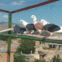 کفتر