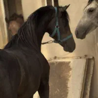 فروش اسب