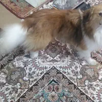 سگ نردارم سگ ماده میخوام برای جفتگیری