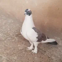 کبوتر یا کفتر زاغ پاپر کاکلی شازده دم سیاه