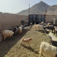 بزوبره|حیوانات مزرعه|خضر آباد, |دیوار