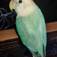 کوتوله برزیلی نر مست