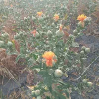 خرید فروش گلرنگ