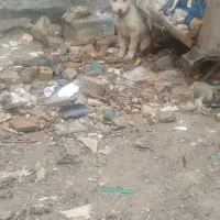 فروش یک عدد توله خراسانی وافغانی