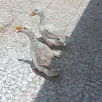 فروش اردک