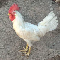 خروس