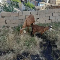 باسلام یک راس بزنژدی بابیگ