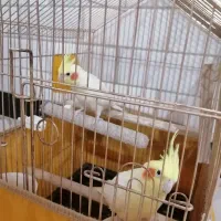 یک جفت عروس هلندی