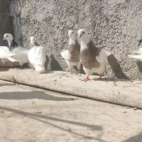 کفتر طوقی الماسی سرور