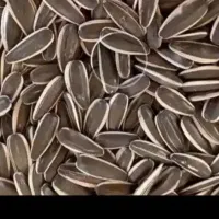 تخمه افتابگردان T5