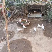 کفتر