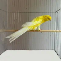 قناری رسمی بلند و کشیده بلند
