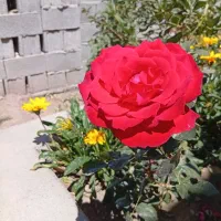 زمین