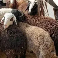 فروش انواع گوسفند زیر قیمت بازار  همراه باقصاب