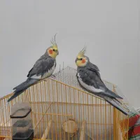 طوطی های گمشده