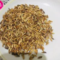 اشتری شلب شلتوک
