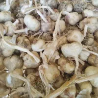 سیر بذری