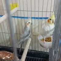 عروس هلندی