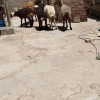 سه عدد میش داشتی دوتا بره نر