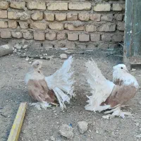 دمچتری پرتغالی