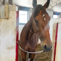 فروش اسب مادیان