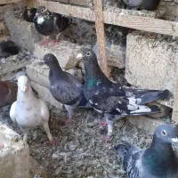 همه نر