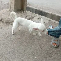 واگذاری سگ شیواوا