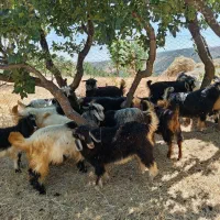 گیسکه نیر