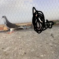 کفتر|پرنده|سبزوار, صالح آباد|دیوار