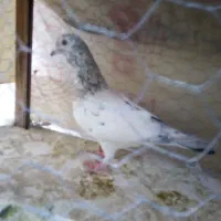 سلام 2 عدد. کفتر نر سالم قلدور پرشی.