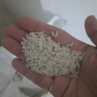 برنج هاشمی