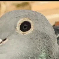 استعلام پلاکی پیگو
