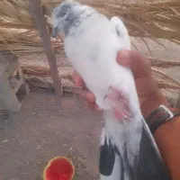 کفتر کله ای