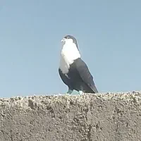 کفتر بوم