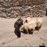 میش